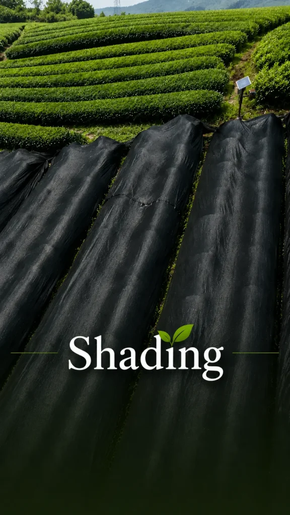 shading_副本