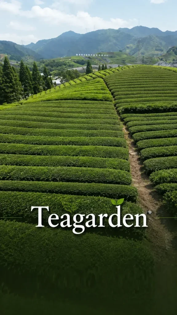 teagarden_副本